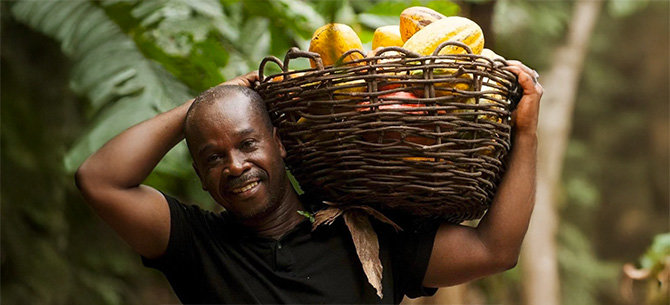 Cocoa farmers harvesting cocoa pods at the Mogaya project