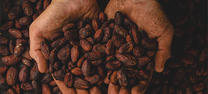 Putting Mogaya on the map as a world leader in cacao production